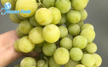 Nho xanh Autum